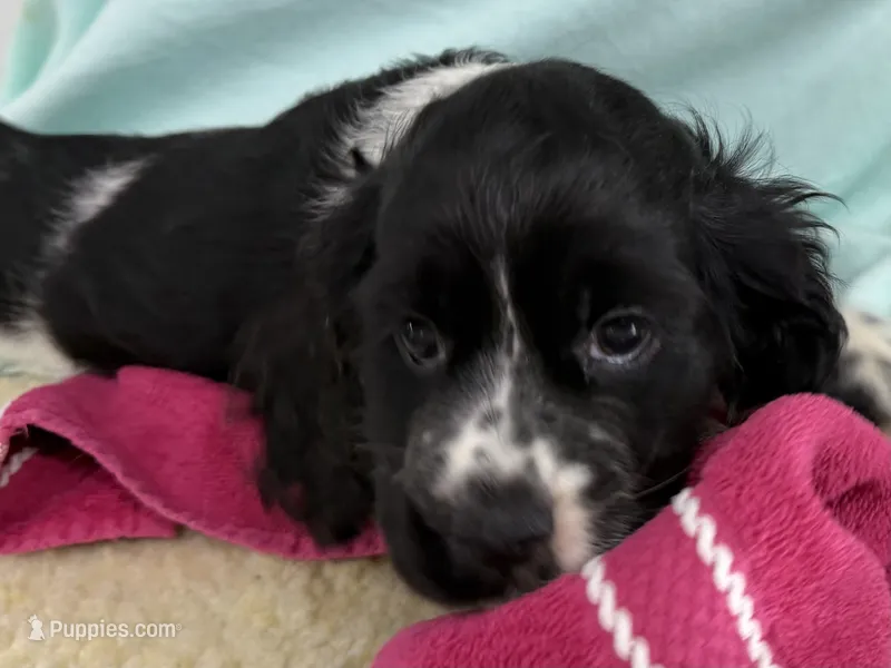 Margo – Cocker Spaniel puppy for sale in Ireton, IA