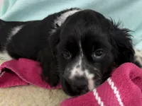 Margo, a female Cocker Spaniel for sale in Ireton, IA – 1 of 5