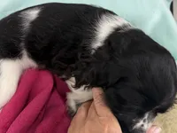 Margo, a female Cocker Spaniel for sale in Ireton, IA – 4 of 5