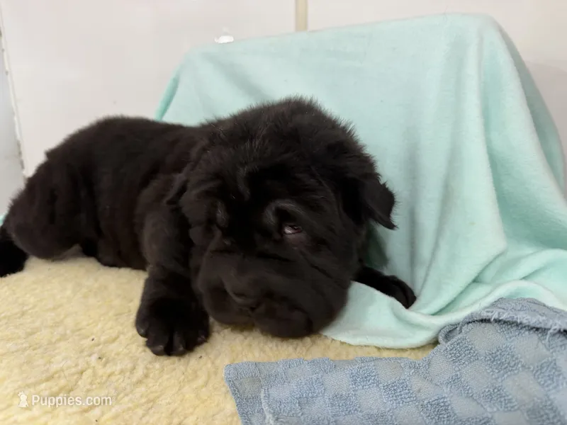 Kurtis – Miniature Shar-Pei puppy for sale in Ireton, IA
