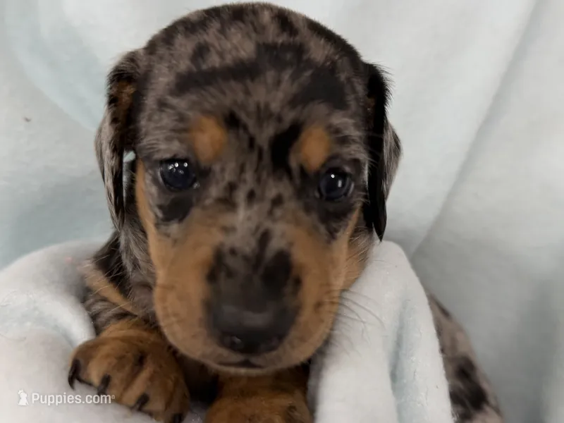 Charlie – Dachshund puppy for sale in Ireton, IA