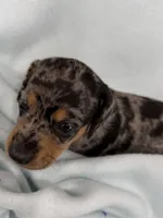 Charlie, a male Dachshund for sale in Ireton, IA – 2 of 4