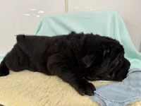 Kurtis, a male Miniature Shar-Pei for sale in Ireton, IA – 3 of 4