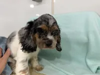 Max, a male Cocker Spaniel for sale in Ireton, IA – 2 of 2