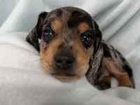 Connor, a male Dachshund for sale in Ireton, IA – 2 of 5