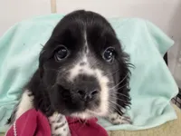 Margo, a female Cocker Spaniel for sale in Ireton, IA – 3 of 5