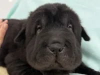 Kurtis, a male Miniature Shar-Pei for sale in Ireton, IA – 2 of 4