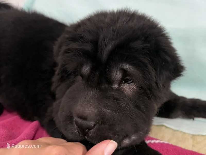 Khloe – Miniature Shar-Pei puppy for sale in Ireton, IA