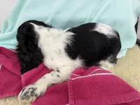 Minnie, a female Cocker Spaniel for sale in Ireton, IA – 3 of 4