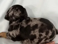 Cade, a male Dachshund for sale in Ireton, IA – 4 of 5
