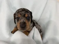Charlie, a male Dachshund for sale in Ireton, IA – 4 of 4