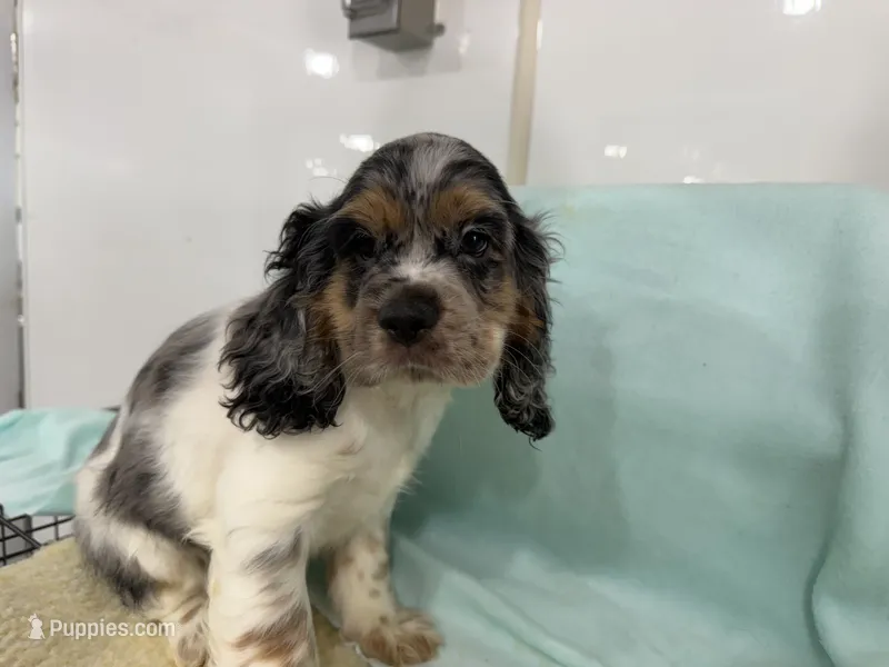 Max – Cocker Spaniel puppy for sale in Ireton, IA