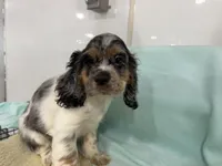 Max, a male Cocker Spaniel for sale in Ireton, IA – 1 of 2