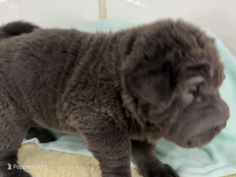 Kevin – Miniature Shar-Pei puppy for sale in Ireton, IA