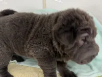 Kevin, a male Miniature Shar-Pei for sale in Ireton, IA – 1 of 1