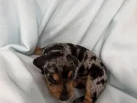 Connor, a male Dachshund for sale in Ireton, IA – 4 of 5