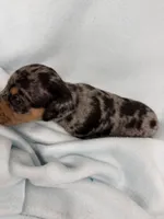 Charlie, a male Dachshund for sale in Ireton, IA – 3 of 4