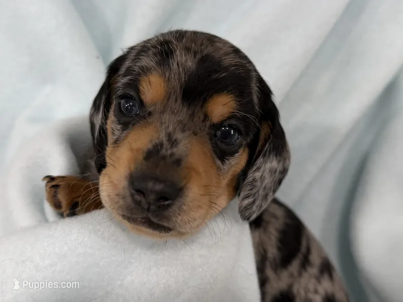 Connor – Dachshund puppy for sale in Ireton, IA