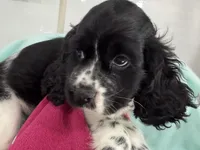 Margo, a female Cocker Spaniel for sale in Ireton, IA – 2 of 5