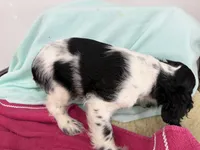 Minnie, a female Cocker Spaniel for sale in Ireton, IA – 4 of 4
