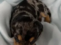 Connor, a male Dachshund for sale in Ireton, IA – 3 of 5