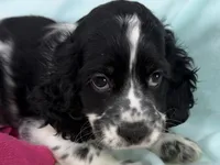 Minnie, a female Cocker Spaniel for sale in Ireton, IA – 1 of 4