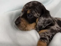 Cade, a male Dachshund for sale in Ireton, IA – 5 of 5