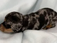 Cade, a male Dachshund for sale in Ireton, IA – 2 of 5