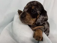 Cade, a male Dachshund for sale in Ireton, IA – 3 of 5