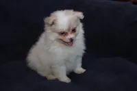 Lavenders Cream F, a female Pomeranian for sale in Brownwood, TX – Photo 8 of 8