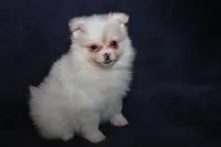 Lavenders Cream F, a female Pomeranian for sale in Brownwood, TX – Photo 7 of 8