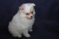 Lavenders Cream F, a female Pomeranian for sale in Brownwood, TX – Photo 4 of 8