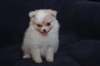 Lavenders Cream F, a female Pomeranian for sale in Brownwood, TX – Photo 5 of 8