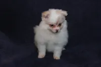 Lavenders Cream F, a female Pomeranian for sale in Brownwood, TX – Photo 2 of 8