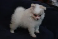 Lavenders Cream F, a female Pomeranian for sale in Brownwood, TX – Photo 1 of 8