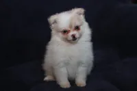 Lavenders Cream F, a female Pomeranian for sale in Brownwood, TX – Photo 6 of 8