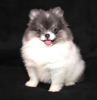 Blueberry, a female Pomeranian for sale in Brownwood, TX – Photo 3 of 3