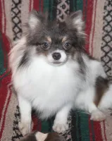 Blueberry, a female Pomeranian for sale in Brownwood, TX – Photo 1 of 3