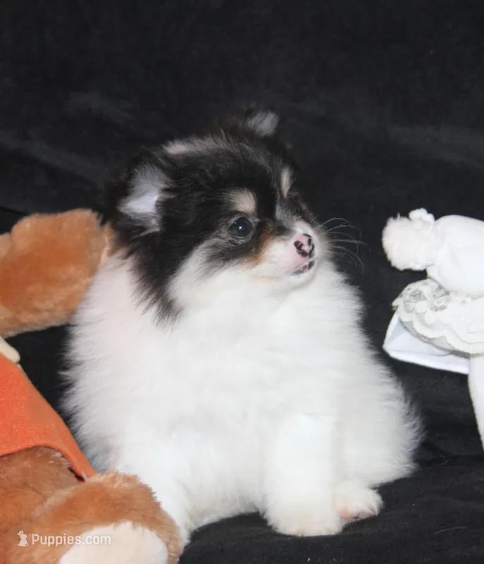 Lavenders Sm Tri Girl