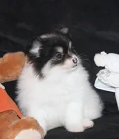 Lavenders Sm Tri Girl, a female Pomeranian for sale in Brownwood, TX – Photo 1 of 4