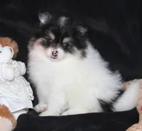 Lavenders Sm Tri Girl, a female Pomeranian for sale in Brownwood, TX – Photo 3 of 4