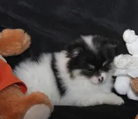 Lavenders Sm Tri Girl, a female Pomeranian for sale in Brownwood, TX – Photo 4 of 4