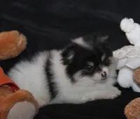 Lavenders Sm Tri Girl, a female Pomeranian for sale in Brownwood, TX – Photo 2 of 4