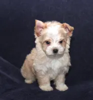 Tara Lt Blonde M, a male Yorkshire Terrier for sale in Brownwood, TX – Photo 4 of 7