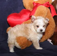 Tara Lt Blonde M, a male Yorkshire Terrier for sale in Brownwood, TX – Photo 7 of 7