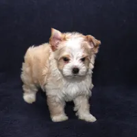 Tara Lt Blonde M, a male Yorkshire Terrier for sale in Brownwood, TX – Photo 3 of 7