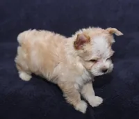 Tara Lt Blonde M, a male Yorkshire Terrier for sale in Brownwood, TX – Photo 2 of 7