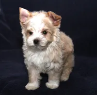 Tara Lt Blonde M, a male Yorkshire Terrier for sale in Brownwood, TX – Photo 1 of 7