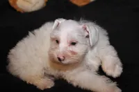 TJ White M, a male Miniature Schnauzer for sale in Brownwood, TX – Photo 3 of 9