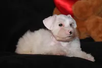 TJ White M, a male Miniature Schnauzer for sale in Brownwood, TX – Photo 5 of 9